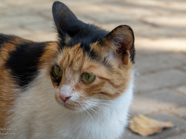 DSC05133.jpg