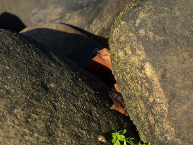 DSC02018.jpg