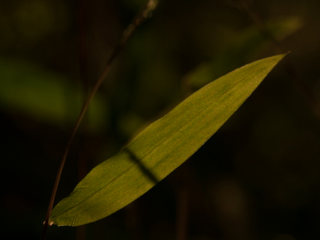 DSC02066.jpg