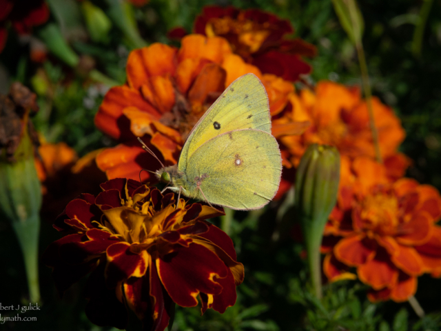 DSC03273.jpg