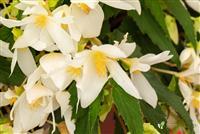 Just superb for patio pots and hanging baskets. Begonia Boliviensis Mistral Green Solutions
