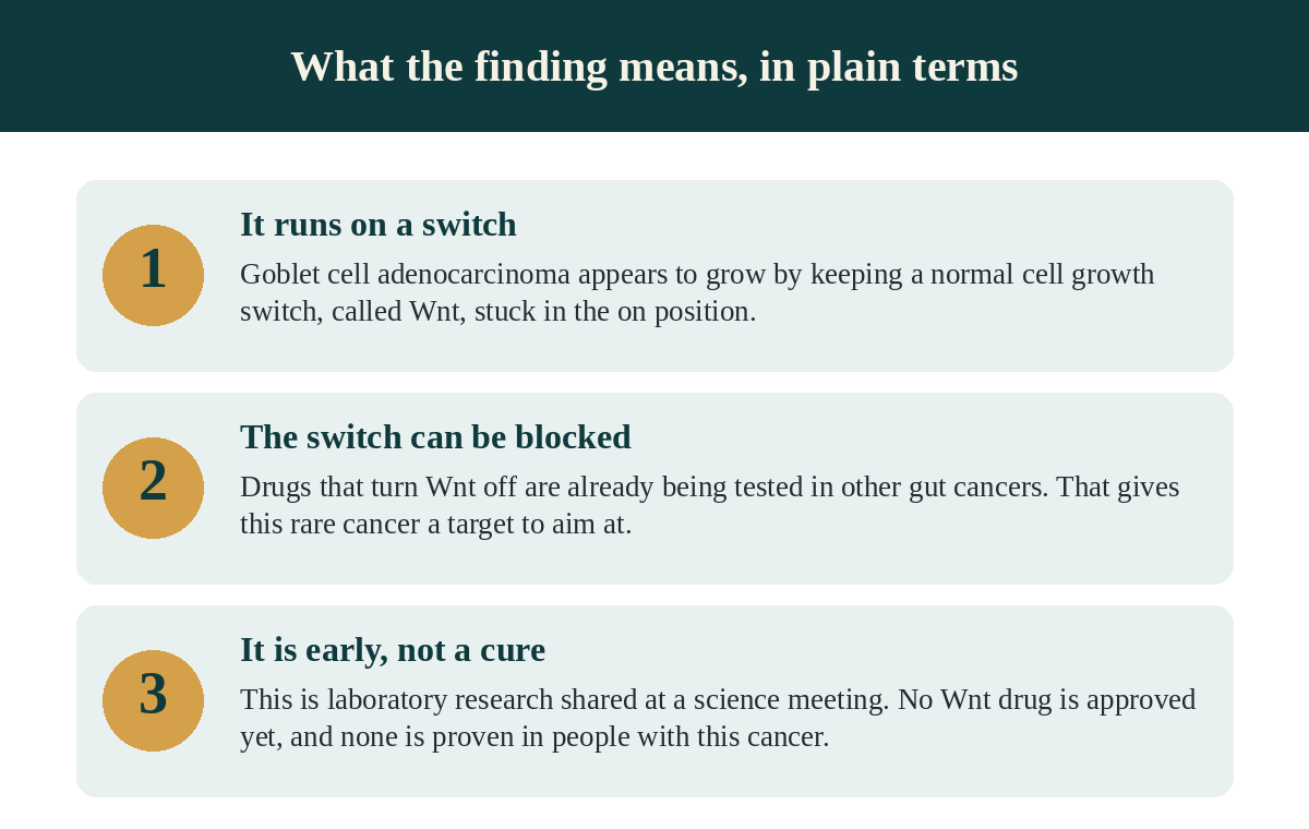 Three points about the 2026 study of goblet cell adenocarcinoma: it found a strong LGR5 and Wnt gene-activity signal, this points to a possible target in a cancer with few options, and it is early tumor-data analysis with no drug tested