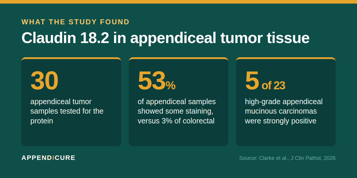 Study numbers for high-grade appendiceal mucinous carcinoma: 53 percent of appendiceal samples stained for Claudin 18.2 and 5 of 23 high-grade cases were strongly positive