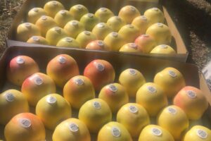 Golden delicious