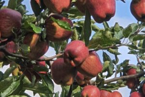 Red delicious