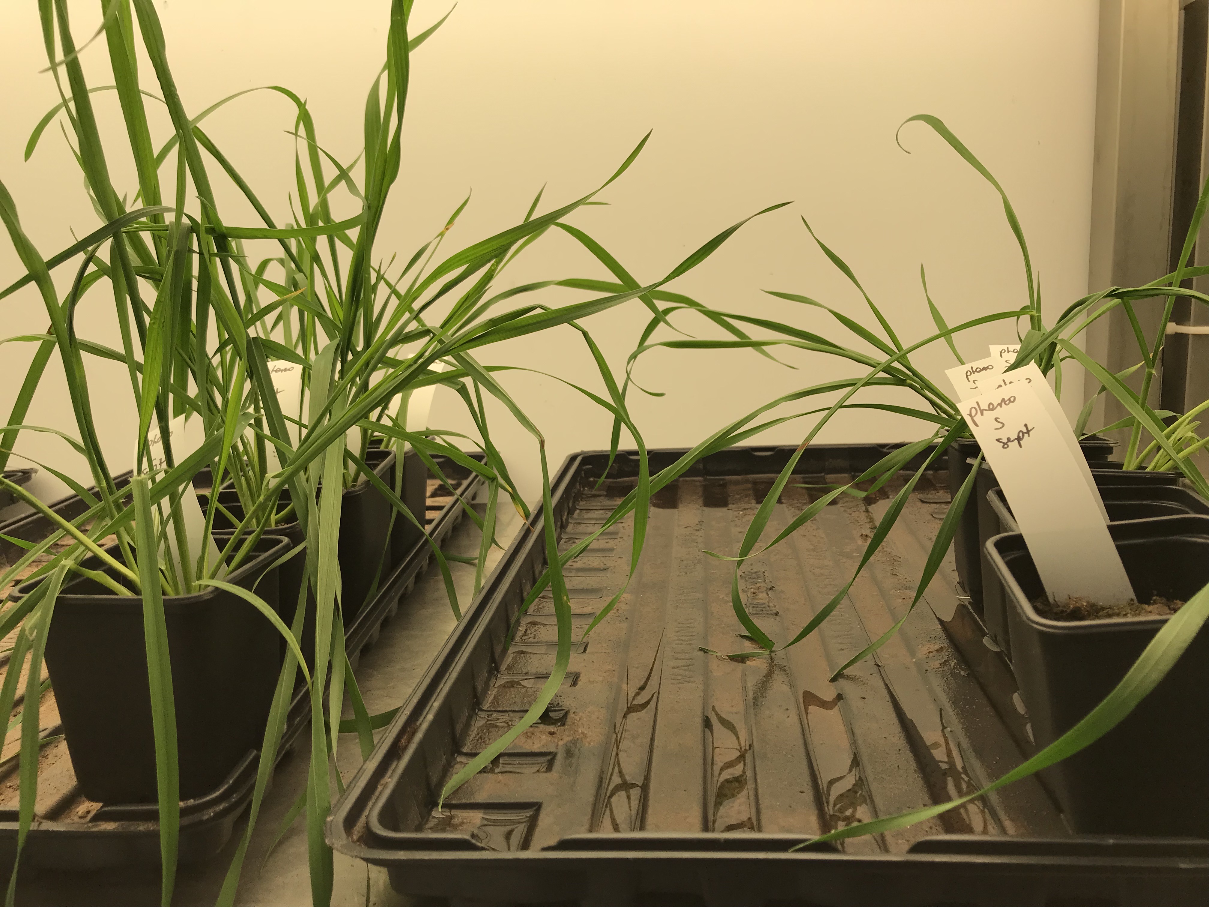 Wheat Seedlings