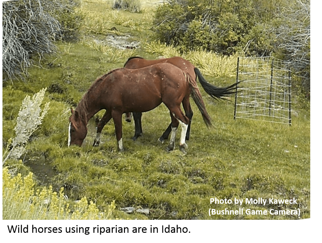 The Best 10 Wild Horses Valley Game factsofticonic