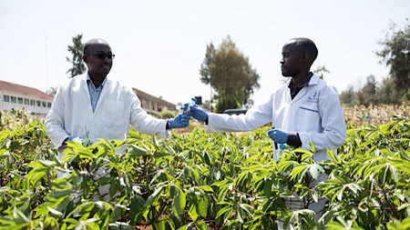 Agriculture in Kenya