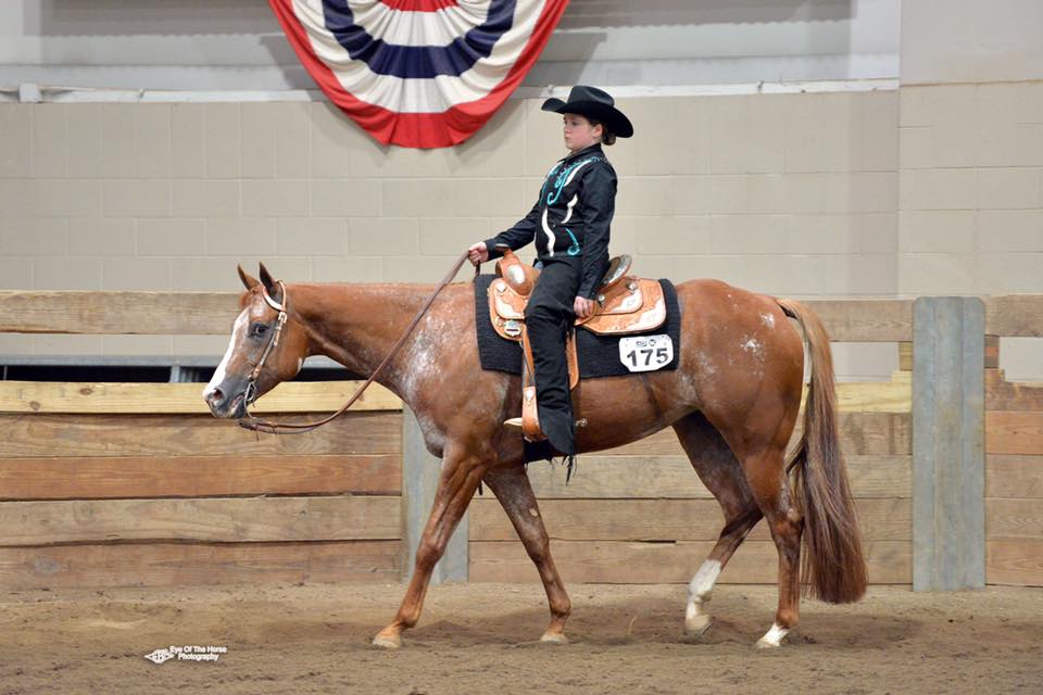 Classifieds Ohio Appaloosa Association
