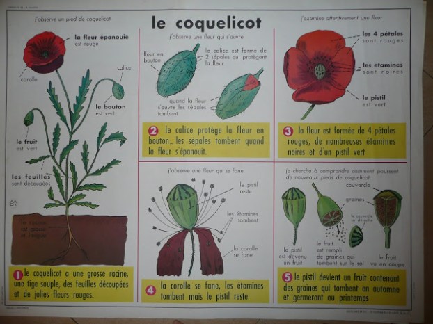 Lecon De Choses Sur Le Coquelicot Grandir Pres Du Chataignier