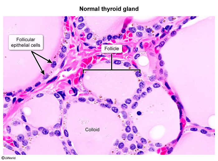 Thyroid physiology and diagnostic testing