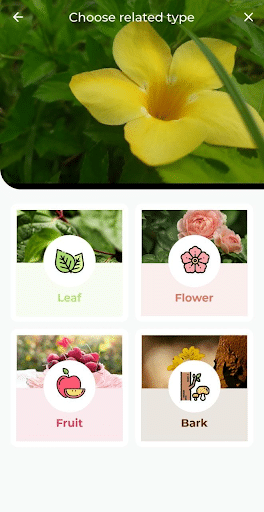 The best plant identification apps