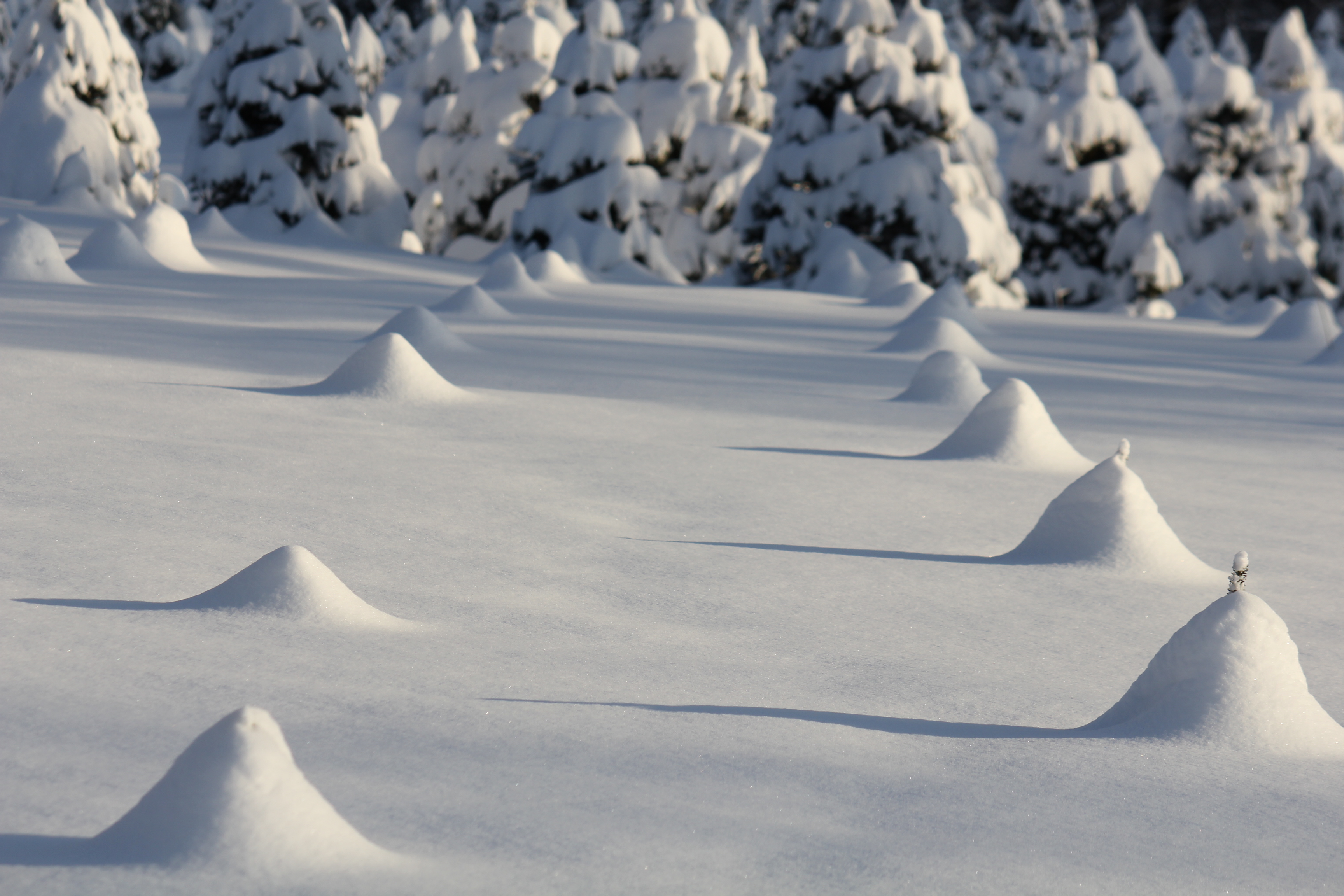 Snow covered seedlings