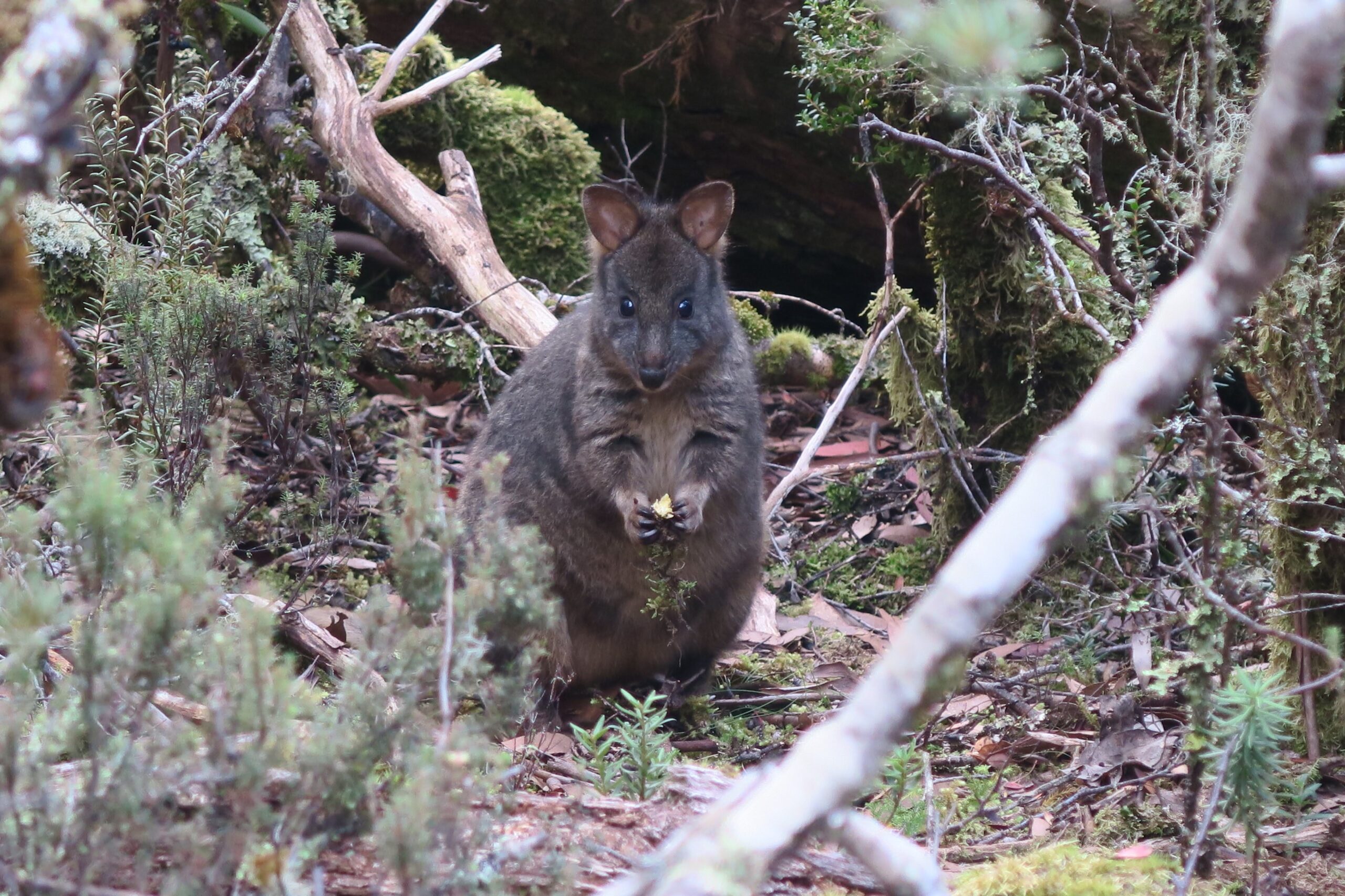 タスマニア物語 ぬいぐるみ ウォンバット ワラビー カンガルー