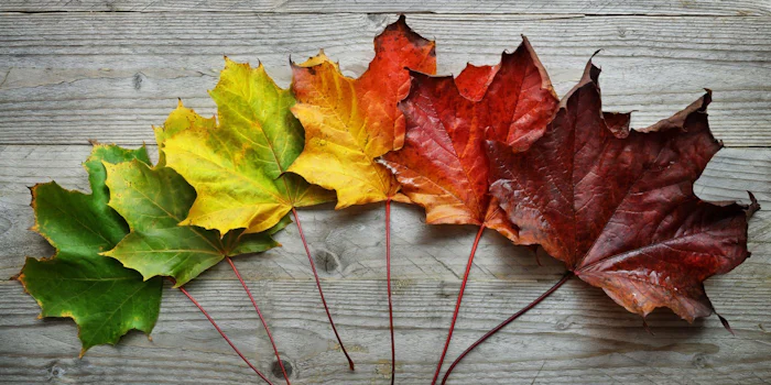 Transition Management the Human Factor of Change
