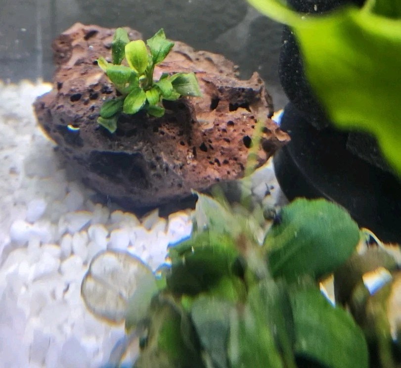 Bucephalandra on lava rock