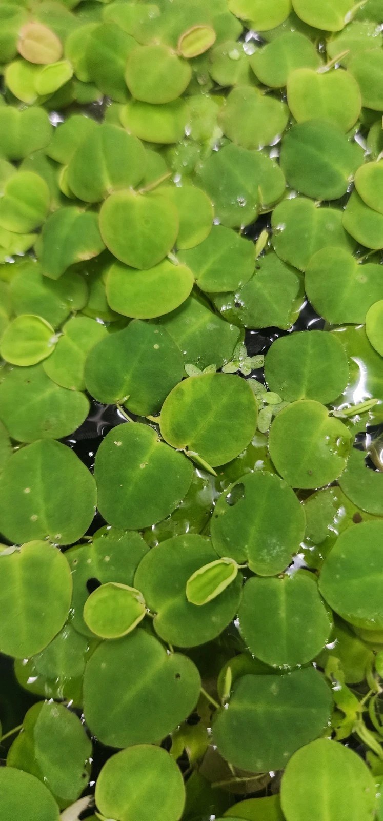 Red root floaters (20) leaves live plant