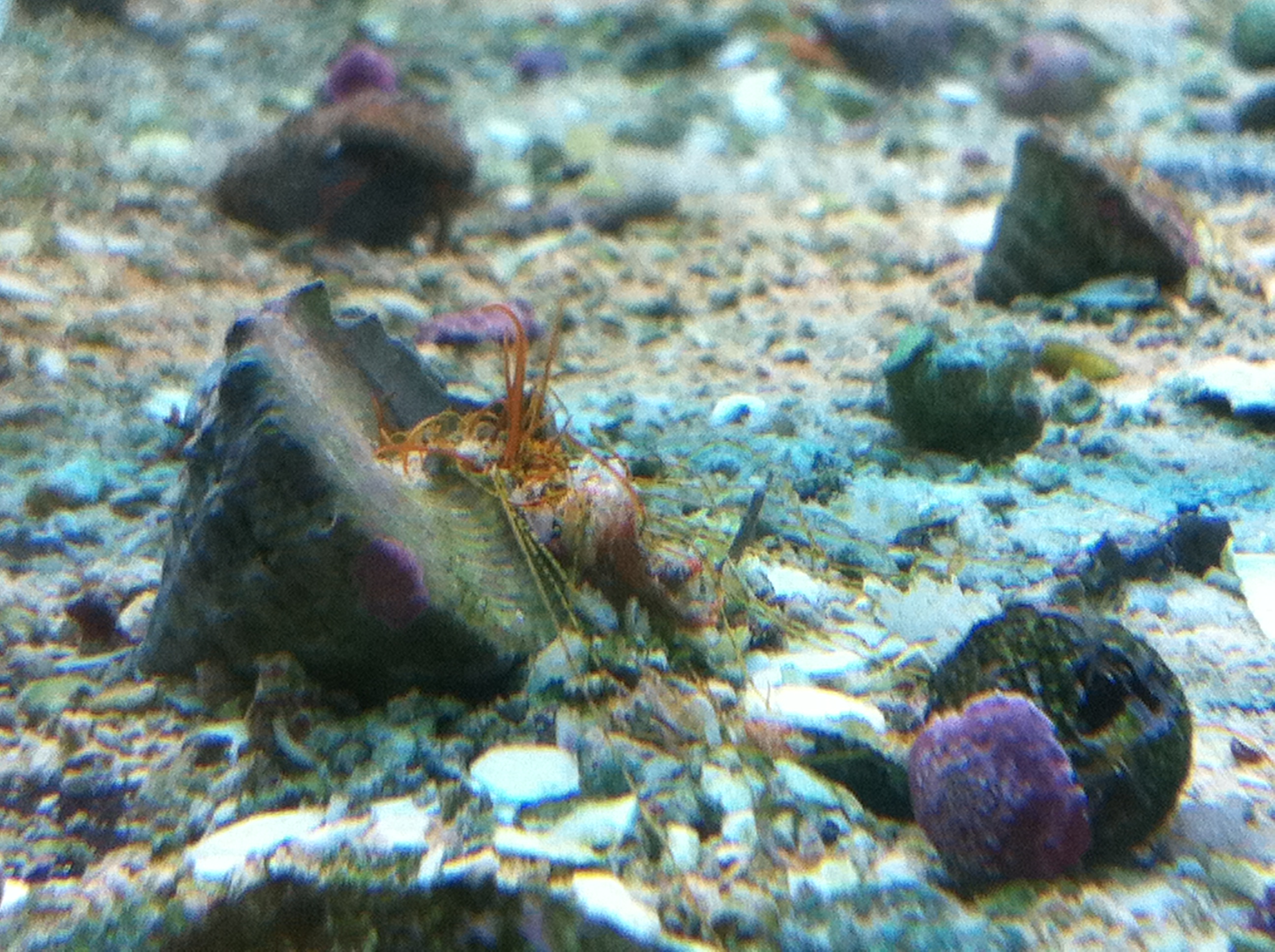 A Closeup Look At Spaghetti Worms Aquanerd These creatures look creepy and multiply fast but they are not dangerous for.