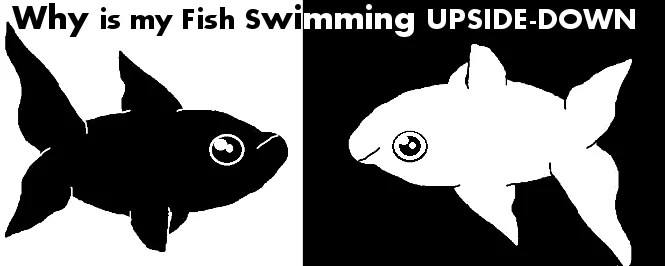 Why Is My Fish Floating Upside Down Fish Keeg Guide Although some fish dont sleep similarly to other pets they do rest. Why Is My Fish Floating Upside Down Fish Keeg Guide Those behaviors are not usual and you.