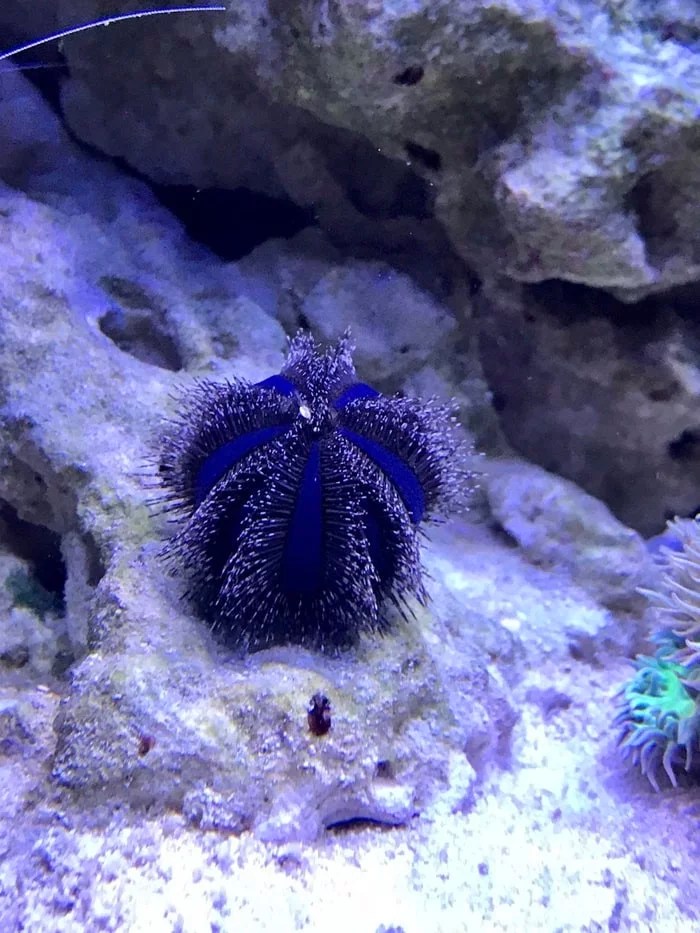 Algae Eaters The 7 Best For Your Saltwater Tank These sea slugs are phenomenal at consuming hair. Algae Eaters The 7 Best For Your Saltwater Tank There arent any surgeonfish compatible with a 45-gallon tank and the additional waste will further compound your hair algae problem.