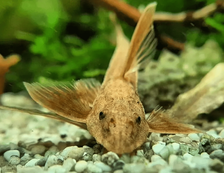 Ankara Natavega Akvaryum Kedi Baliklari Youtube