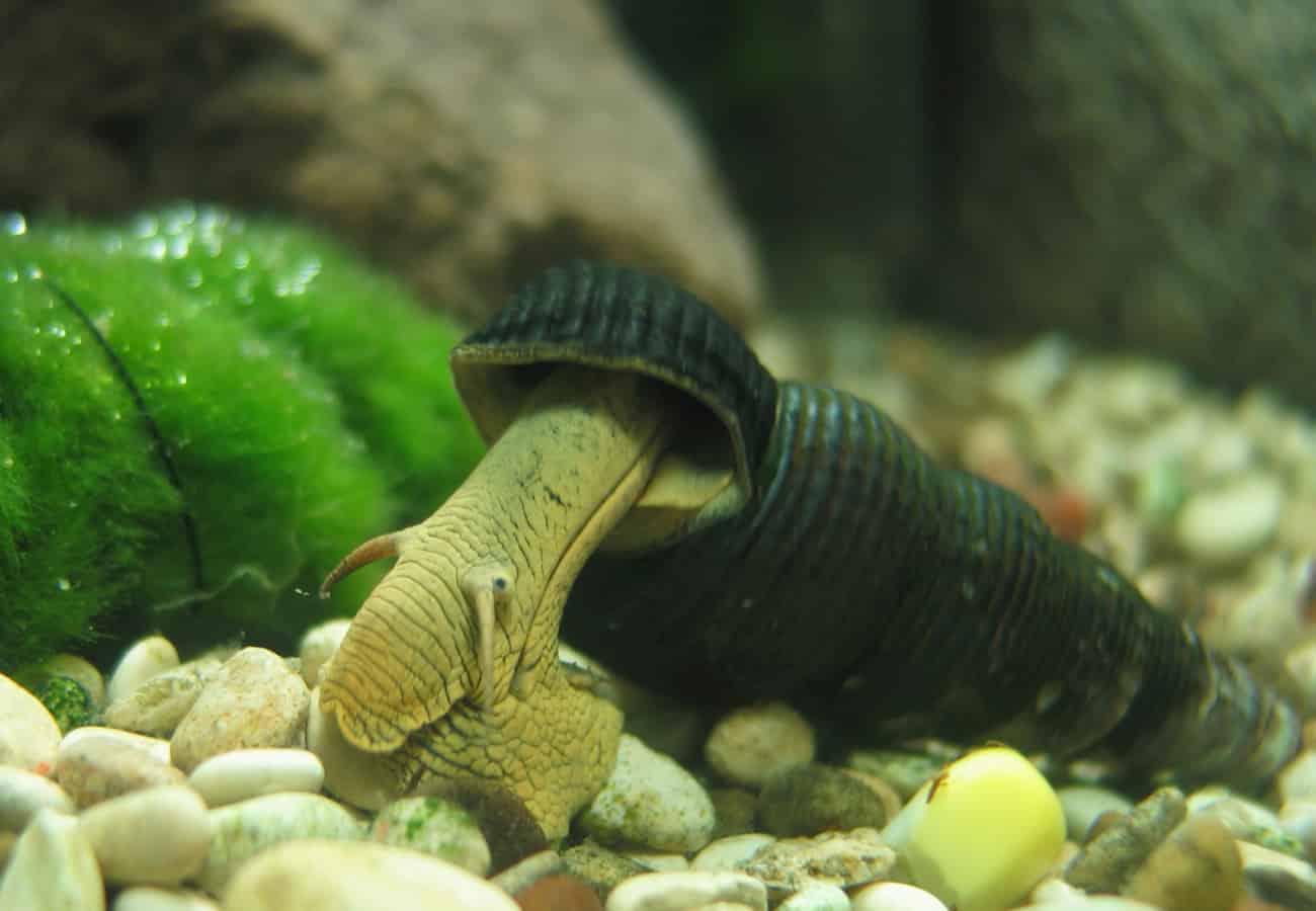 Rabbit Snail Detailed Guide Care Diet And Breeding Shrimp And Snail Breeder The pH level required is around 7 to 8 and.