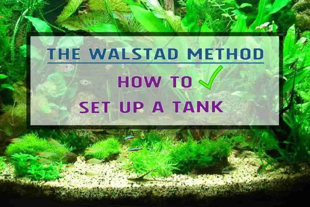 How To Set Up A Simple But Stunning Planted Tank Practical Fishkeeg Aquasoils aid greatly in plant growth and hence is the default choice for most planted tank enthusiasts these days.