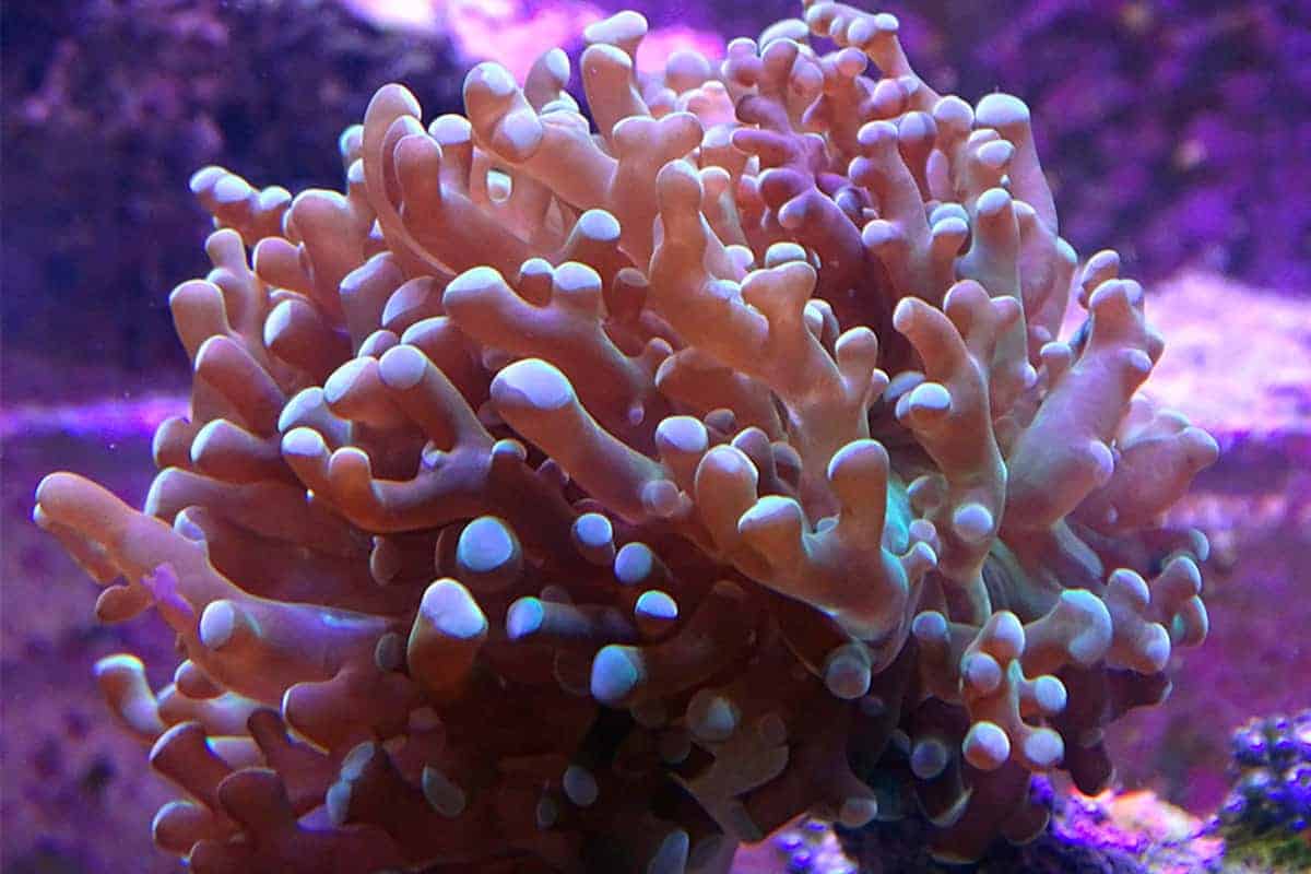 Frogspawn Torch Hammerhead Coral Placement Saltwateraquarist For example your frog should be housed in a glass enclosure to ensure enough cool air comes in. Frogspawn Torch Hammerhead Coral Placement Saltwateraquarist Diet Habitat More Great Tips for Beginners.