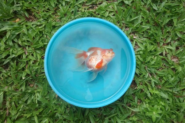 Can goldfish have seizures? helpful tips for a sick fish