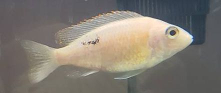 Dnr Black Spot Black Grub Treatment Giving the infected fish a formalin bath and keeping them in quarantine helps. Dnr Black Spot Black Grub The life cycle of.