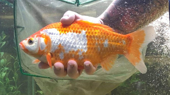 Goldfish Carassius Auratus Mon Goldfish Goldfish Pet Fish 
