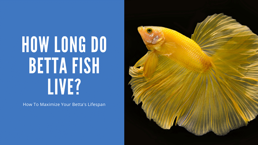 How long do betta fish live? (8 major factors)