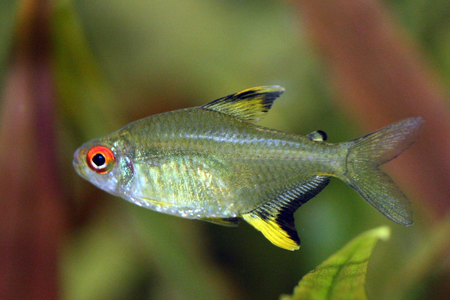 pregnant neon tetra eggs