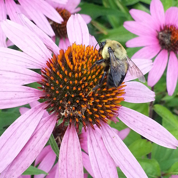 Leviana worked at a golf tournament earlier this year where proceeds benefited the Canadian Cancer Society. I took a few moments to stop and smell the flowers!