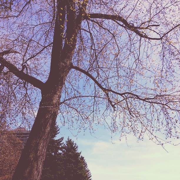 A photo I took of a tree just beginning to bud in the Yonge and St. Clair area in Toronto.