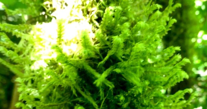 How Fast Does Java Moss Grow Ooh Exciting - Amazing Minimal Wallpaper - 8K