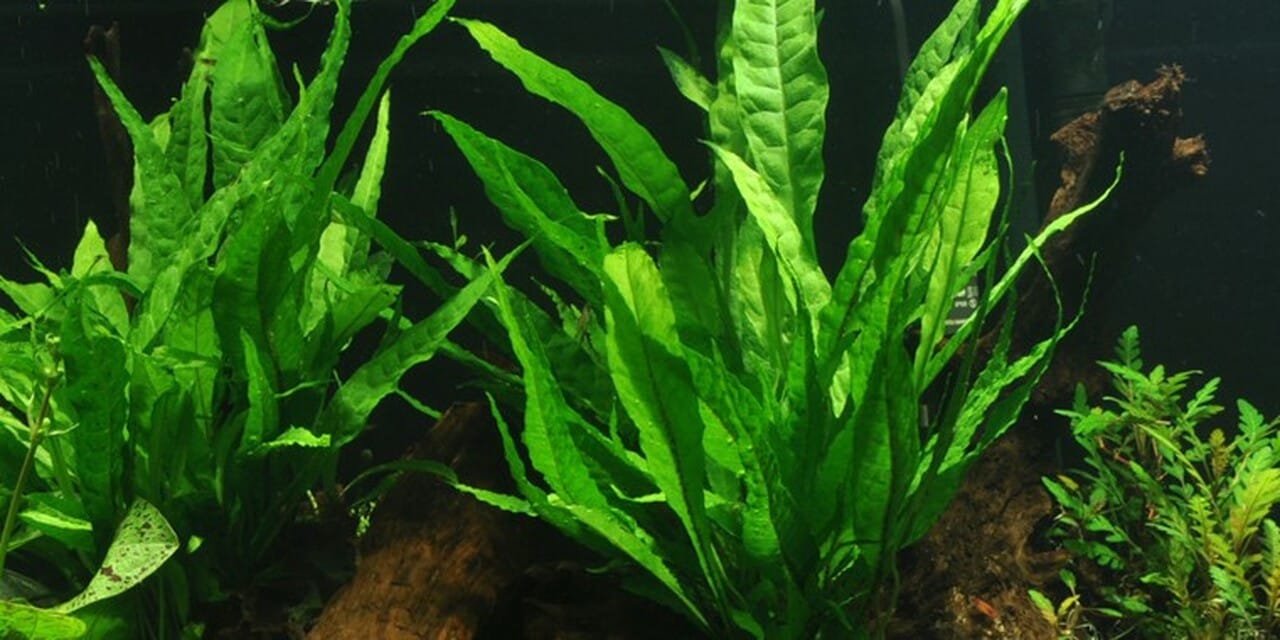 Java fern types