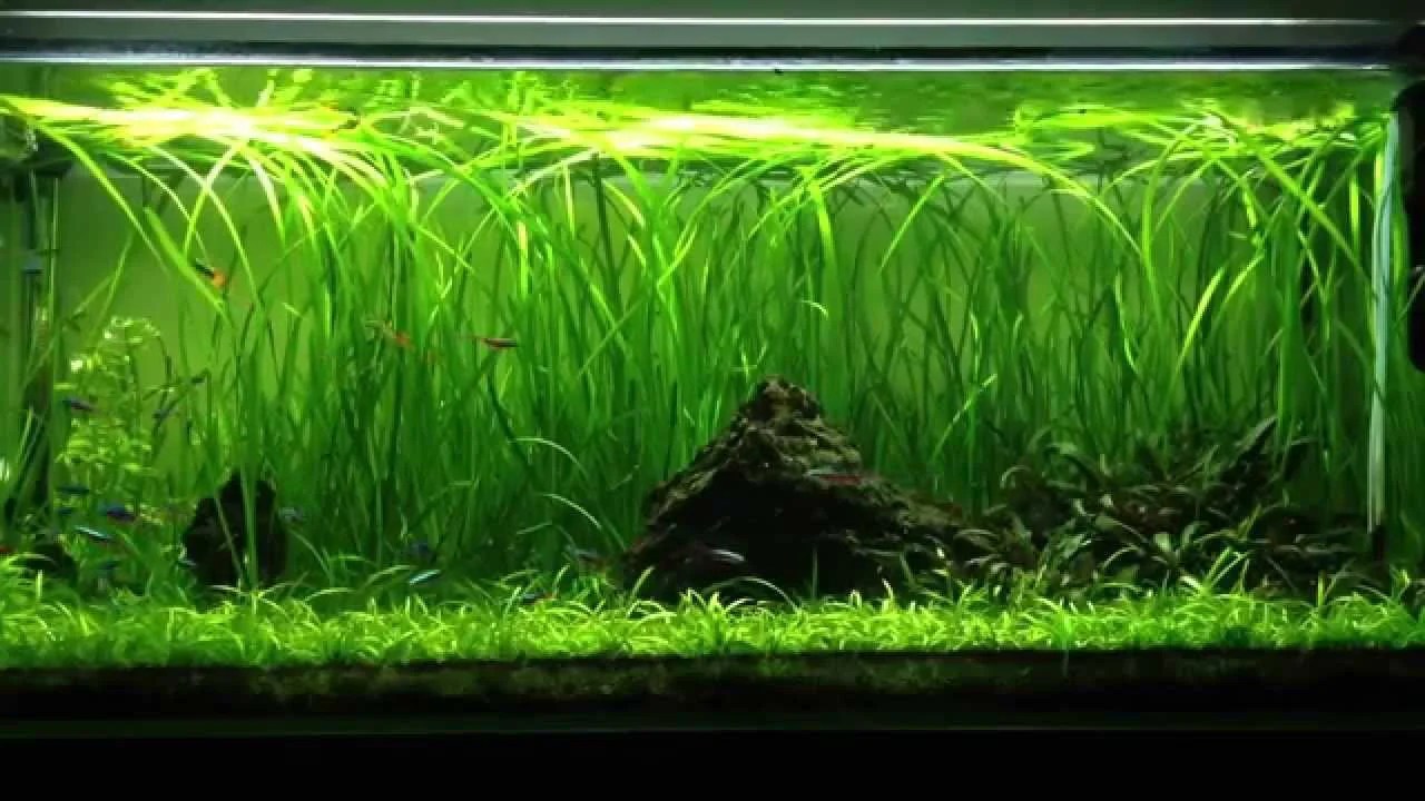 An aquarium showing a thick vegetation with one of the vallisneria types