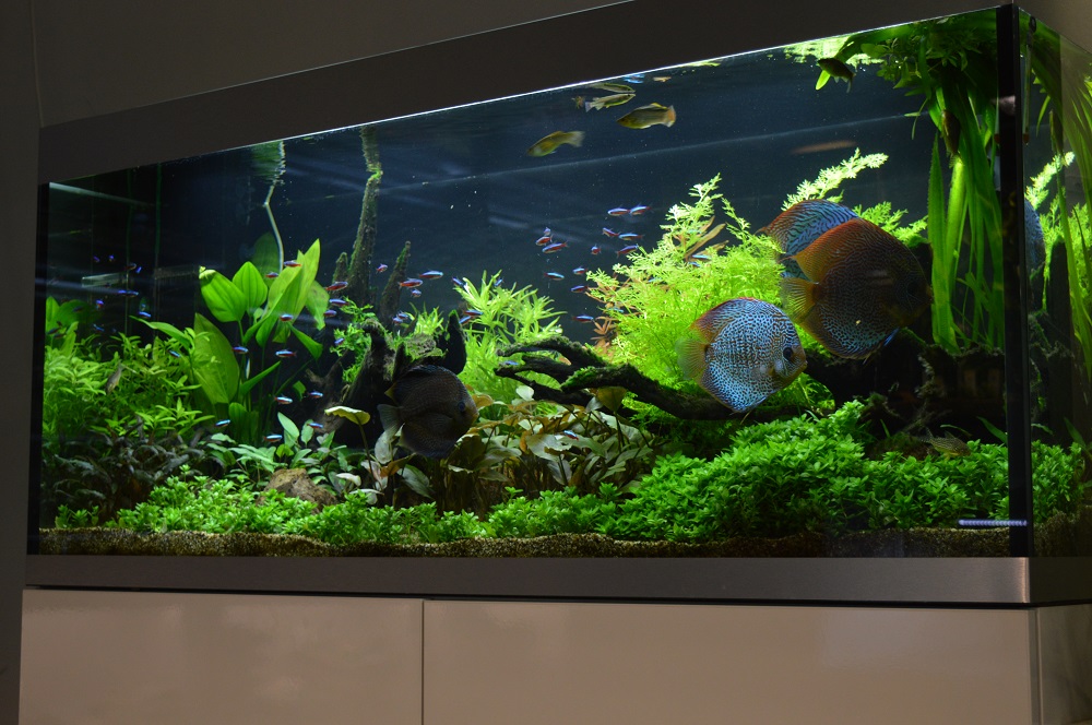 12+ Beautiful Led Lampen Aquarium / PIR bewegingssensor schakelaar inbouw - ABC-led.nl / Werbevideo⬇️ klicke auf mehr ansehen um die volle videobeschreibung mit allen links zu sehen ⬇️schaue dir hier die rangliste an: .