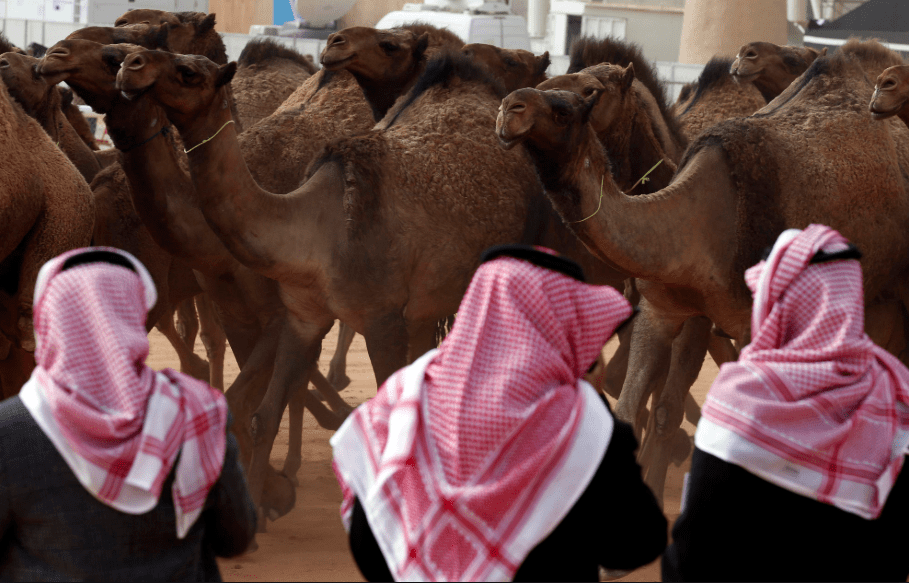 مسابقة مزاين الإبل في السعودية.. تمسُّك بالتقاليد وجوائز تبلغ قيمتها 78 مليون دولار