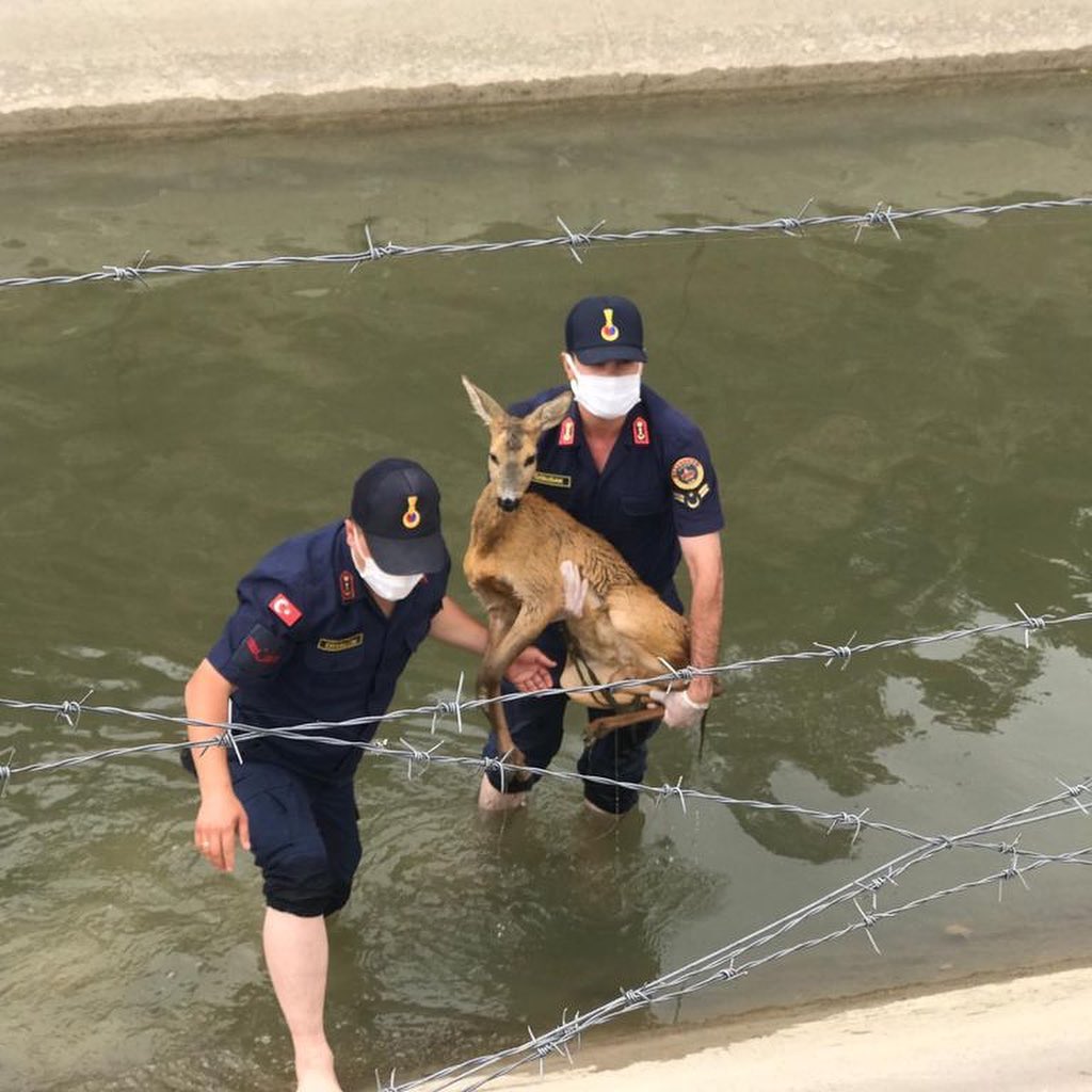 KARACA’YI JANDARMA KURTARDI