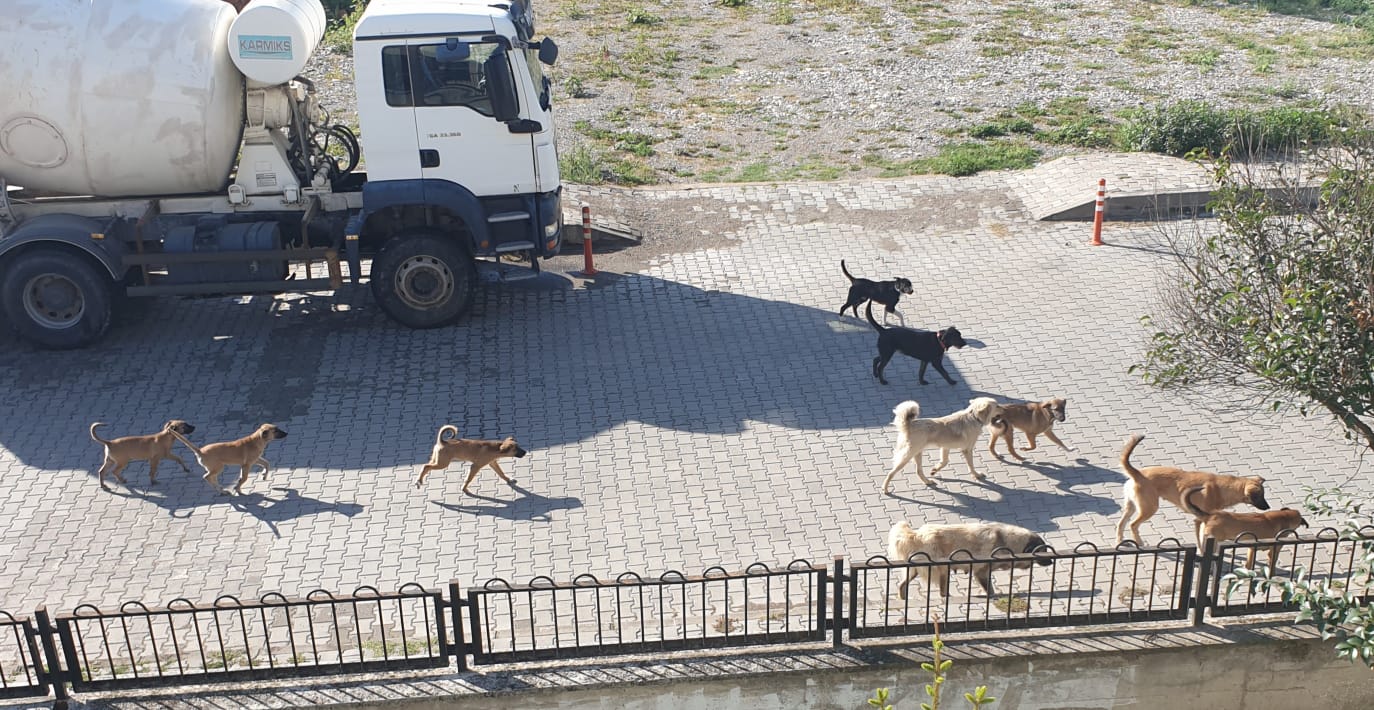 Hayvan Sevgisinin Dozunu Kaçırdılar!