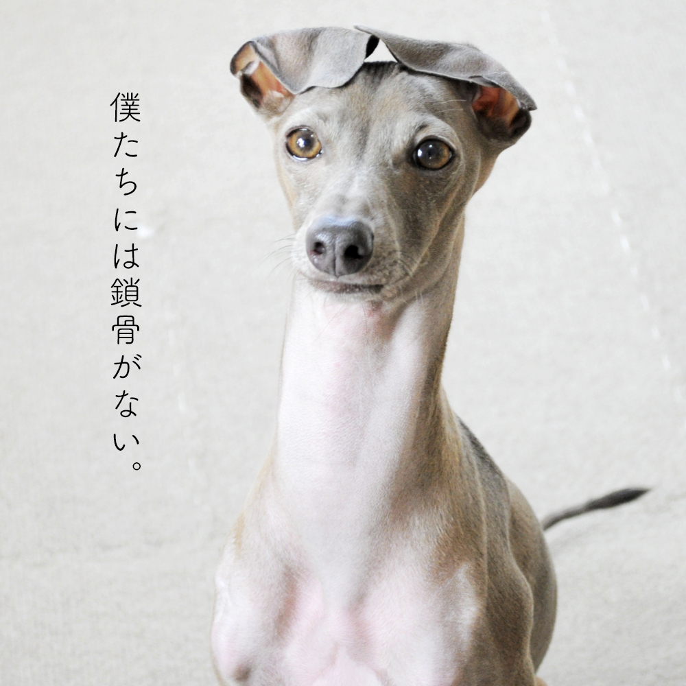 犬には鎖骨がない！そこから見えてくる今の時代にあった犬との暮らし方【犬の飼い主が知ってそうで、知らない大切なこと vol.1】