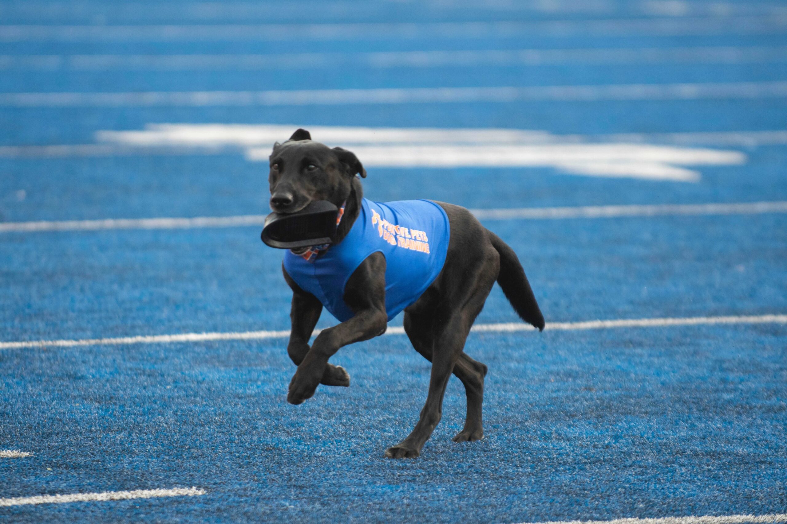 Cowboy Kohl retrieving a tee at a Boise State home football game.