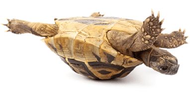 Tortoise On Its Back