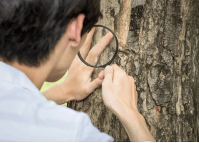 An arborist inspecting a sick tree trunk for decay using a magnifying glass, demonstrating professional tree care and consulting services Forensic Arborist, tree inspection, arborist consulting, tree health assessment, professional arborist services, tree decay diagnosis, tree disease identification, certified arborist evaluation, tree risk assessment, tree care consulting, expert tree inspections