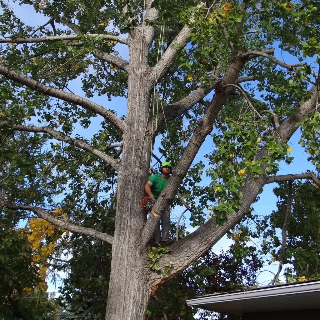 Tree Removal