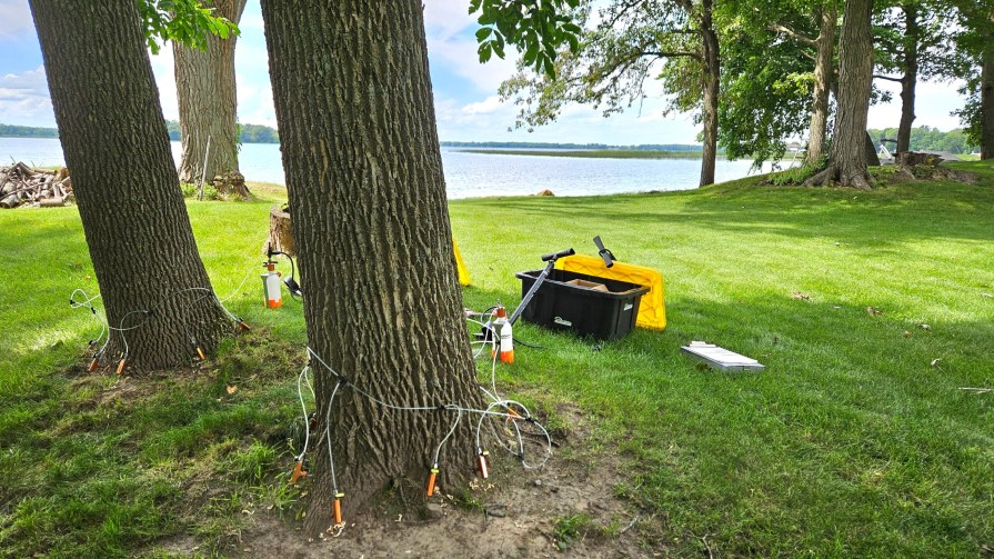 Tree Receiving Tree Injections at Brainerd Lakes MN by Certified Arborist, Shaun Malady.