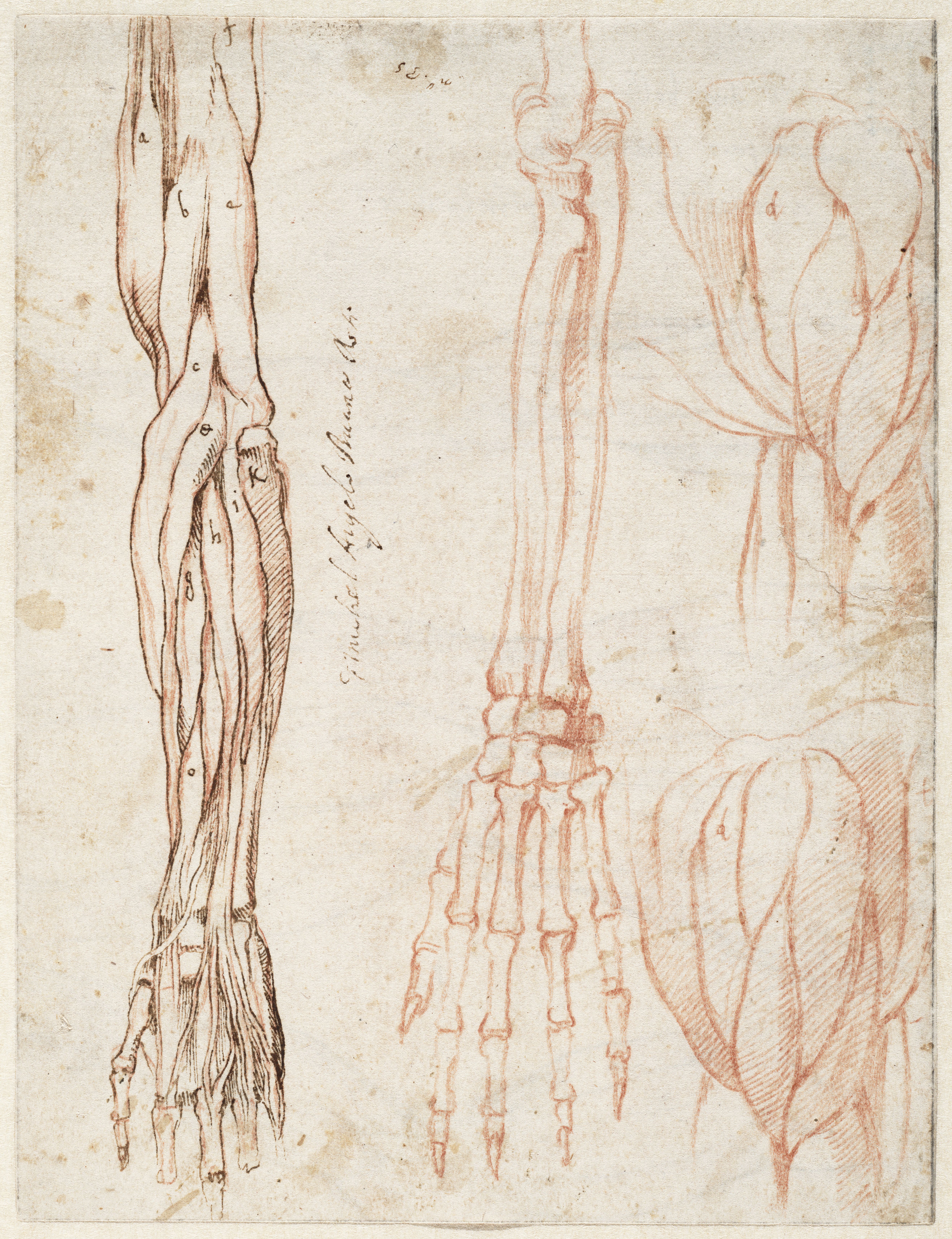 Michelangelo's Genius Revealed In 'Mind Of The Master' At Cleveland Museum  Of Art - Cleveland.com