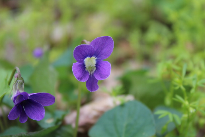 Viola sororia, Common Blue Violet – Arcadia Natives